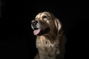 AI May Soon Help You Understand What Your Pet Is Trying to Say